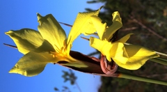 Bobartia macrospatha macrospatha