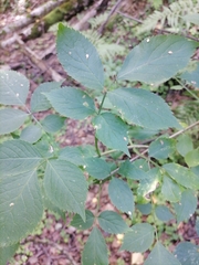 Sambucus nigra