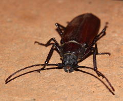 Macrotoma natala