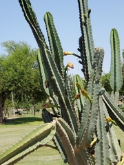 Cereus hildmannianus