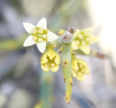 Lacomucinaea lineata
