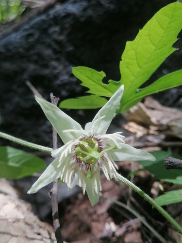 Image of Passiflora bryonioides by (c) Erick Vélez Sánchez, some rights reserved (CC BY)