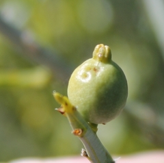 Lacomucinaea lineata