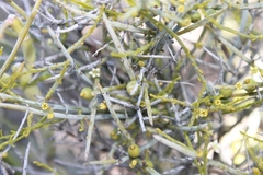 Lacomucinaea lineata