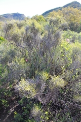 Lacomucinaea lineata