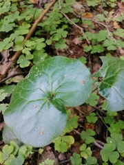 Asarum europaeum