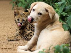 Leptailurus serval serval