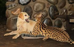 Leptailurus serval serval