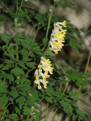 Pseudofumaria alba alba
