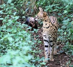 Leptailurus serval serval