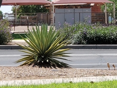 Agave vivipara