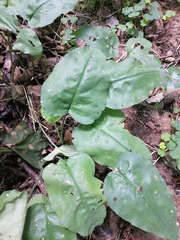 Pulmonaria obscura