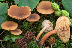 Lactarius brunneohepaticus