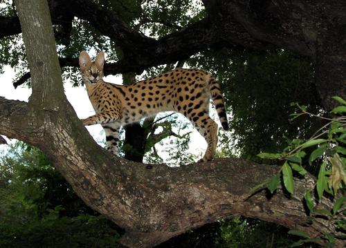 Serval