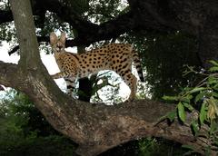 Leptailurus serval serval