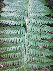 Polystichum aculeatum