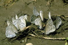 Celastrina filipjevi