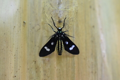 Leucotmemis nexa