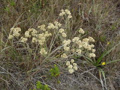 Helichrysum spiralepis
