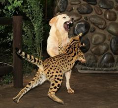 Leptailurus serval serval