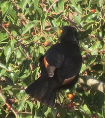 Onychognathus nabouroup