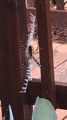 Argiope aurantia image