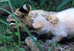 Leptailurus serval serval