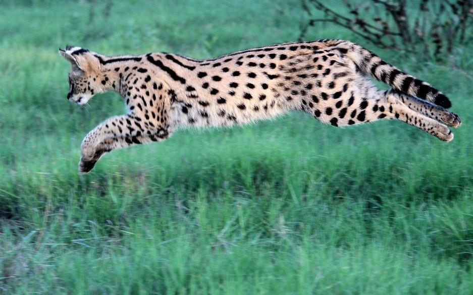 Southern Serval (Subspecies Leptailurus serval serval) · iNaturalist