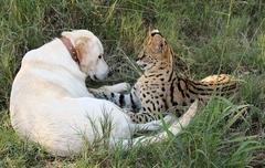 Leptailurus serval serval