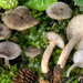 Lactarius lepidotus - Photo (c) Federico Calledda, some rights reserved (CC BY-NC), uploaded by Federico Calledda