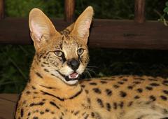 Leptailurus serval serval