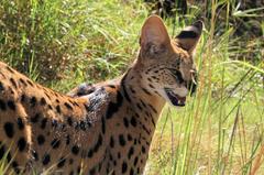 Leptailurus serval serval