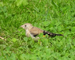Carduelis carduelis