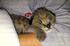 Leptailurus serval serval