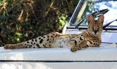 Leptailurus serval serval