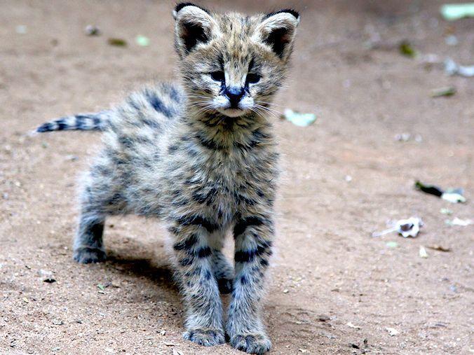 Leptailurus cheap serval kitten