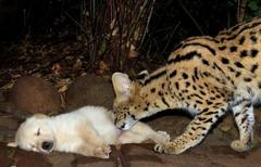 Leptailurus serval serval