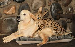 Leptailurus serval serval