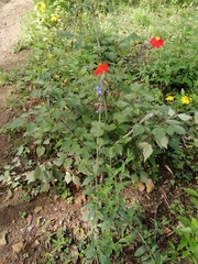 Salvia helianthemifolia