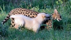 Leptailurus serval serval