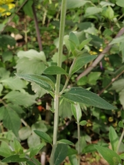 Salvia helianthemifolia