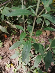 Salvia helianthemifolia