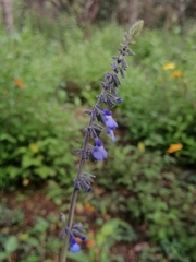 Salvia helianthemifolia