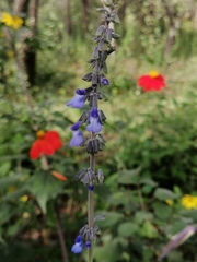 Salvia helianthemifolia