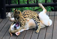 Leptailurus serval serval