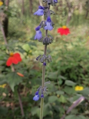 Salvia helianthemifolia