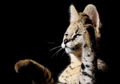 Leptailurus serval serval