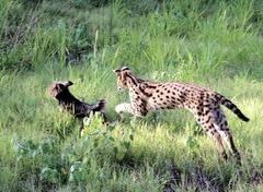 Leptailurus serval serval