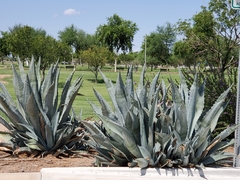Agave tequilana