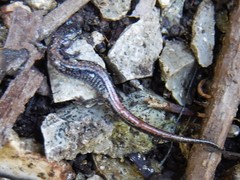 Plethodon angusticlavius